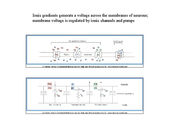 Ionic gradients generate a voltage across the membranes of neurons; membrane voltage is regulated