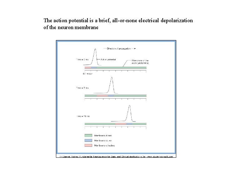 The action potential is a brief, all-or-none electrical depolarization of the neuron membrane 