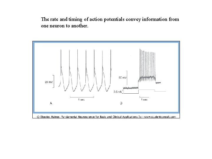 The rate and timing of action potentials convey information from one neuron to another.