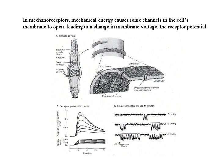 In mechanoreceptors, mechanical energy causes ionic channels in the cell’s membrane to open, leading