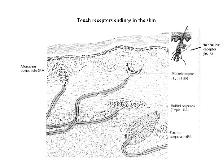 Touch receptors endings in the skin Hair follicle Receptor (RA, SA) 