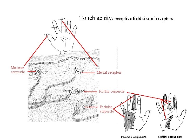Touch acuity: receptive field size of receptors Meissner corpuscle Merkel receptors Ruffini corpuscle Pacinian