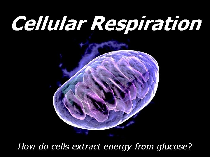 Cellular Respiration How do cells extract energy from glucose? 