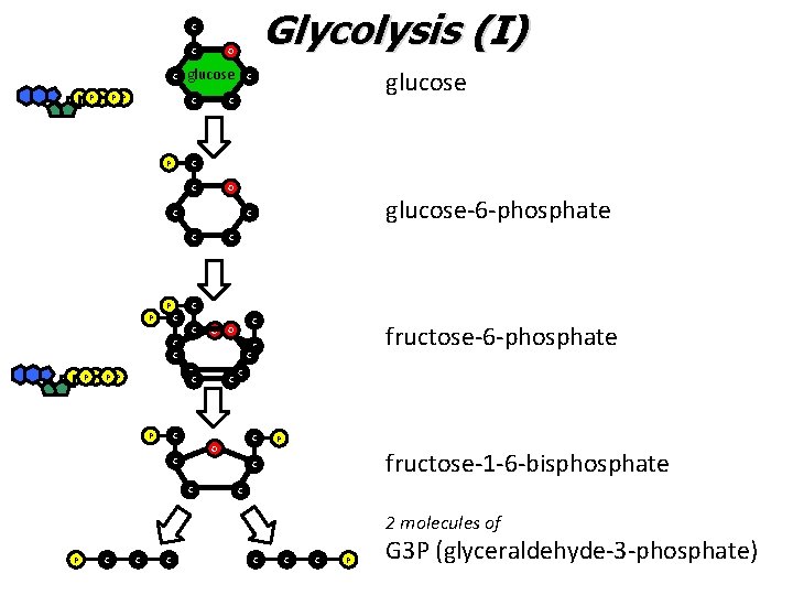 Glycolysis (I) C C C P P P O glucose C P C C
