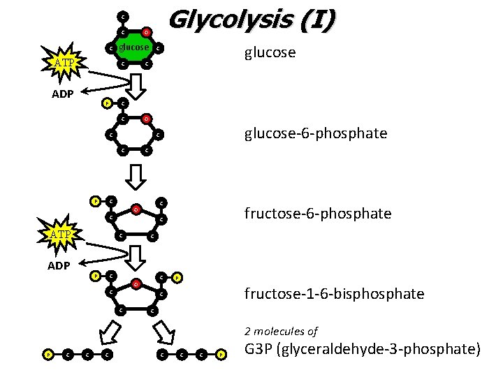 Glycolysis (I) C C C ATP O glucose C ADP P C C C