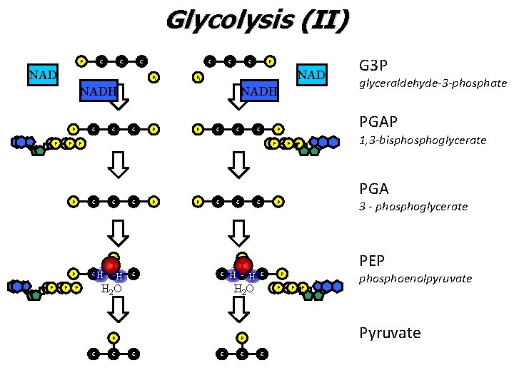 Glycolysis (II) P C C C NAD C Pi C C NAD Pi NADH