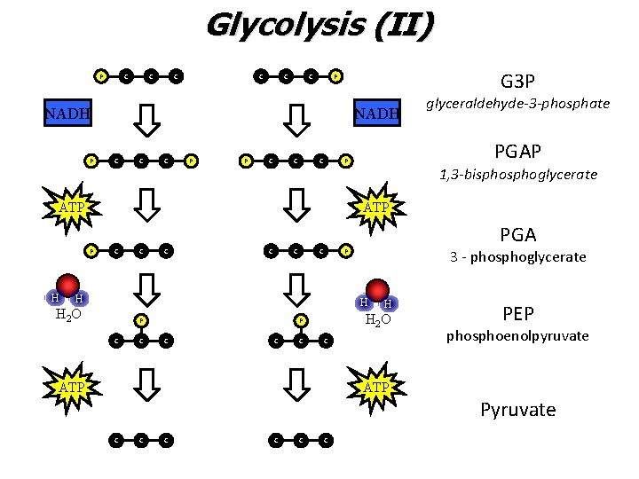 Glycolysis (II) P C C C G 3 P P NADH C C C