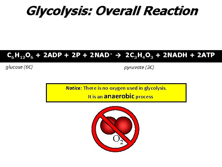 Glycolysis: Overall Reaction C 6 H 12 O 6 + 2 ADP + 2