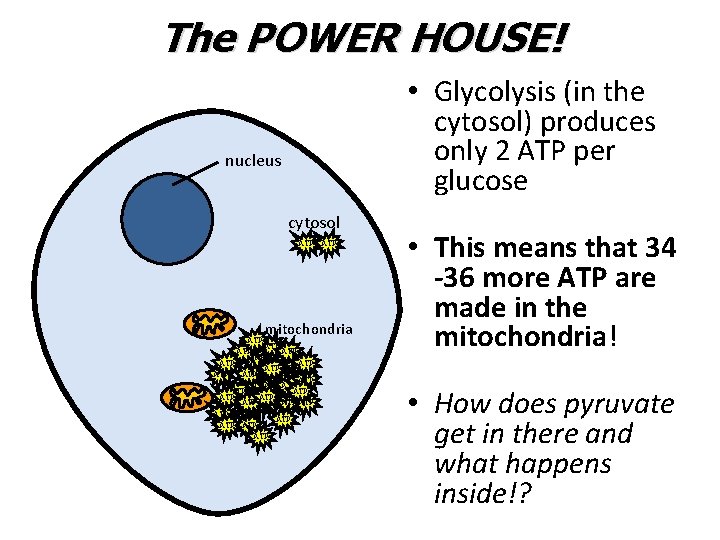 The POWER HOUSE! • Glycolysis (in the cytosol) produces only 2 ATP per glucose