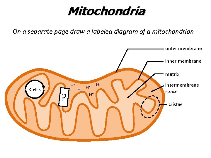 Mitochondria On a separate page draw a labeled diagram of a mitochondrion outer membrane