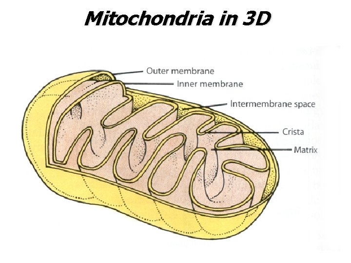 Mitochondria in 3 D 