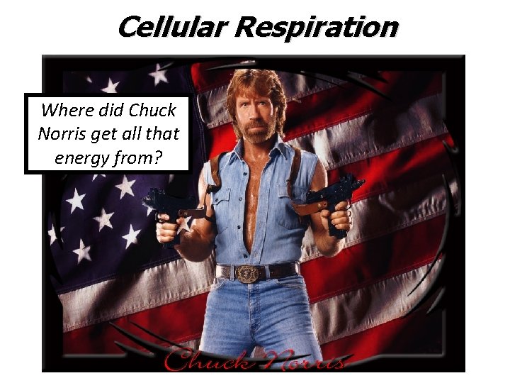 Cellular Respiration Where did Chuck Norris get all that energy from? 