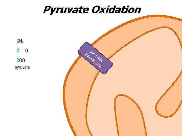 Pyruvate Oxidation p tra yru ns vat loc e as e 