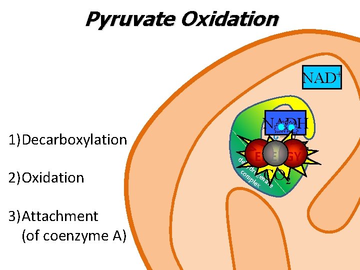 Pyruvate Oxidation NAD+ 1)Decarboxylation NADH m ult py i-en hy ruv zym d co