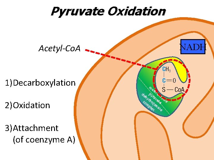 Pyruvate Oxidation NADH Acetyl-Co. A 1)Decarboxylation m ult py i-en hy ruv zym d
