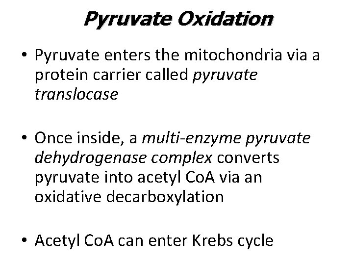 Pyruvate Oxidation • Pyruvate enters the mitochondria via a protein carrier called pyruvate translocase