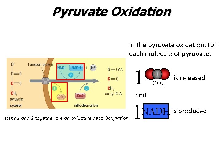 Pyruvate Oxidation In the pyruvate oxidation, for each molecule of pyruvate: 1 CO 2