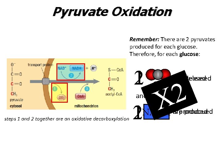 Pyruvate Oxidation Remember: There are 2 pyruvates produced for each glucose. Therefore, for each