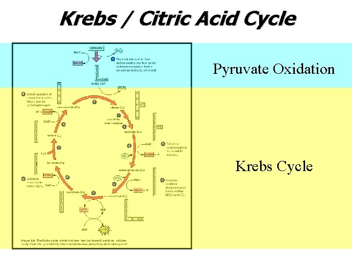 Krebs / Citric Acid Cycle Pyruvate Oxidation Krebs Cycle 