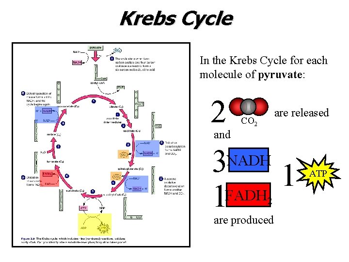 Krebs Cycle In the Krebs Cycle for each molecule of pyruvate: 2 are released