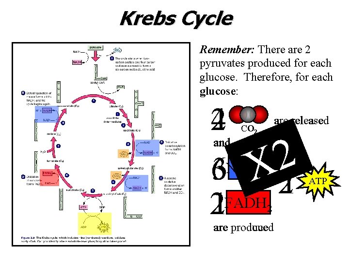 Krebs Cycle Remember: There are 2 pyruvates produced for each glucose. Therefore, for each
