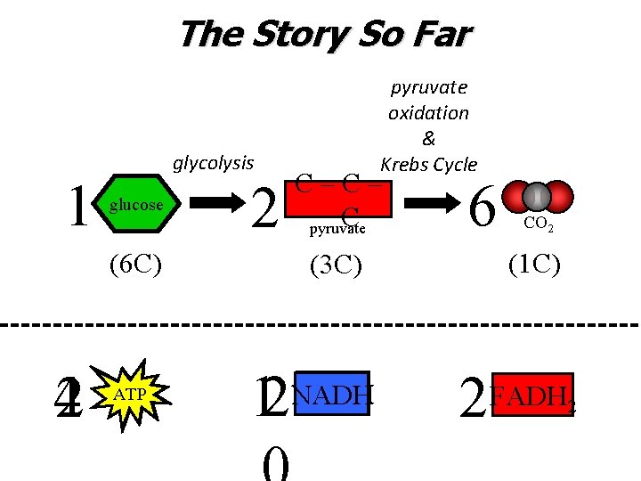The Story So Far 1 glycolysis glucose (6 C) 42 ATP 2 pyruvate oxidation