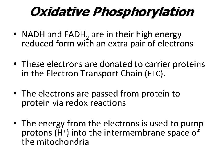 Oxidative Phosphorylation • NADH and FADH 2 are in their high energy reduced form