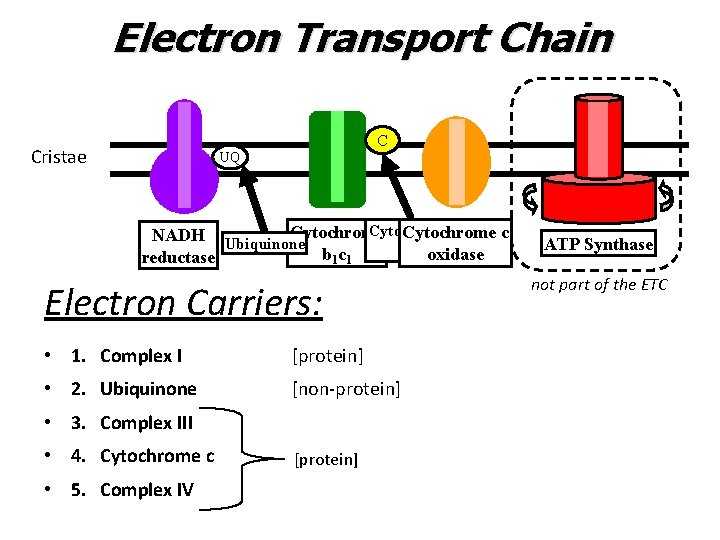 Electron Transport Chain C Cristae UQ Cytochrome c NADH Ubiquinone c oxidase b 1
