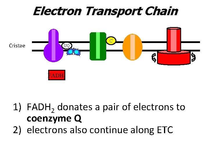 Electron Transport Chain Cristae C UQ FADH 2 1) FADH 2 donates a pair