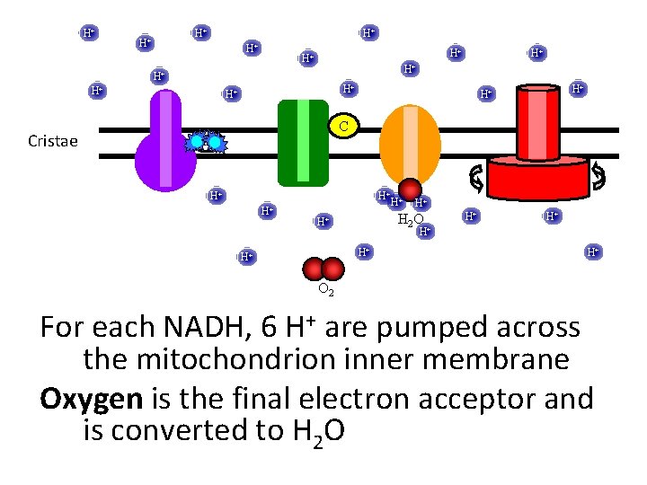 H+ H+ H+ Cristae H+ H+ H+ C UQ H+ H+ H 2 O