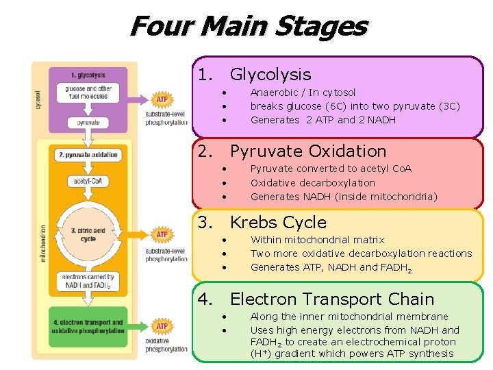 Four Main Stages 1. Glycolysis • • • Anaerobic / In cytosol breaks glucose