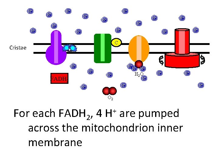 H+ H+ H+ Cristae H+ H+ H+ C UQ H+ H+ H+ FADH 2