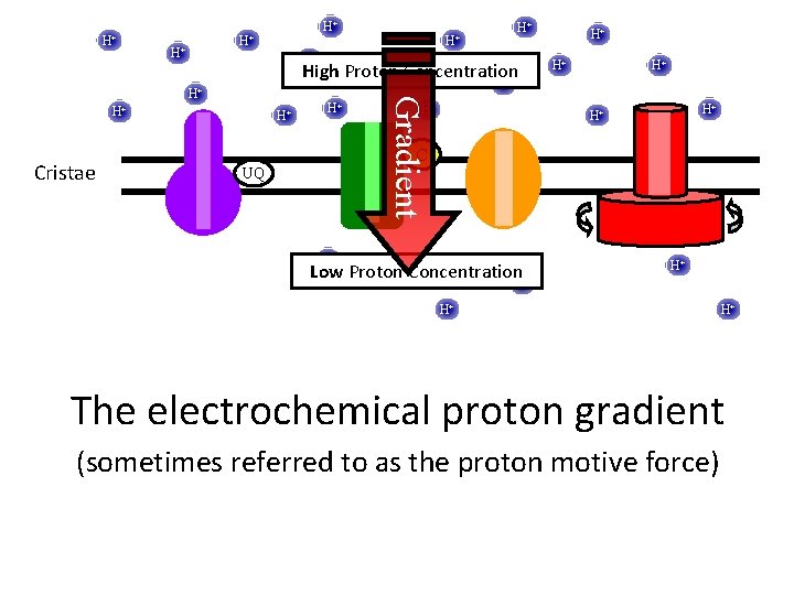 H+ H+ H+ Concentration High Proton + H+ H+ H+ Gradient H+ Cristae H+