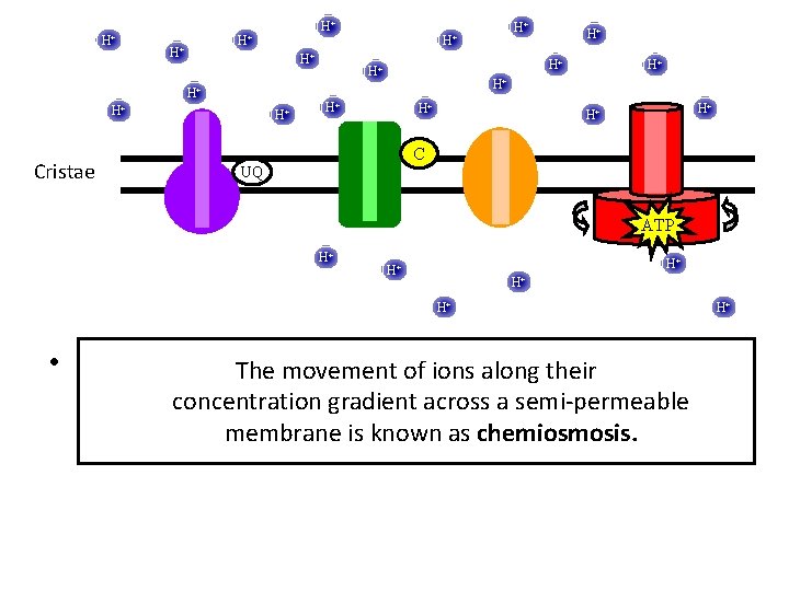 H+ H+ Cristae H+ H+ H+ C UQ ATP H+ H+ H+ • H+