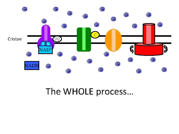 H+ H+ H+ H+ C Cristae UQ H+ NAD+ H+ H+ H+ NADH H+