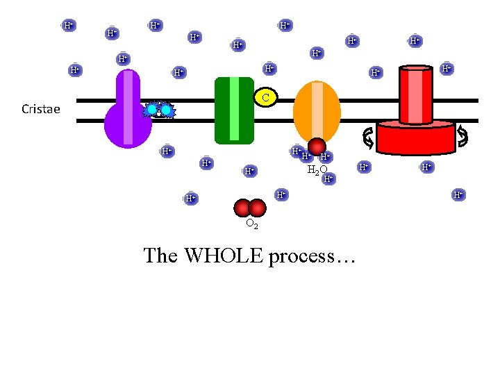H+ H+ H+ Cristae H+ H+ H+ C UQ H+ H+ H+ H 2