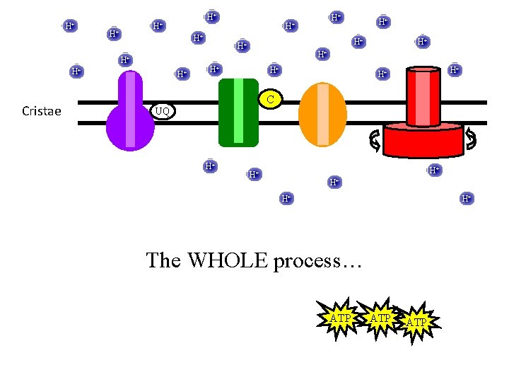 H+ H+ Cristae H+ H+ H+ C UQ H+ H+ H+ The WHOLE process…