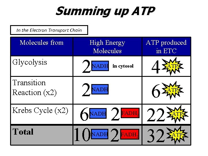 Summing up ATP In the Electron Transport Chain Molecules from High Energy Molecules 2