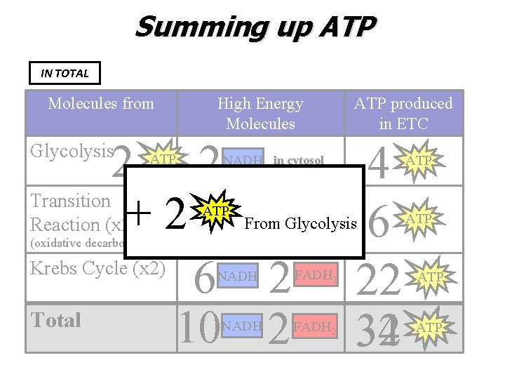 Summing up ATP IN TOTAL Molecules from High Energy Molecules 2 2 Transition +22