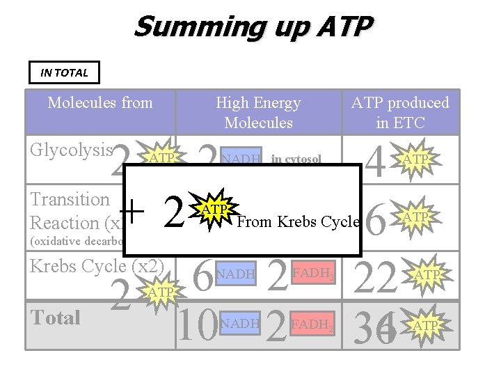 Summing up ATP IN TOTAL Molecules from High Energy Molecules 2 2 Transition +
