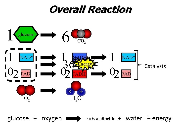 Overall Reaction 1 6 glucose 1 02 FAD NAD+ CO 2 1 36 02