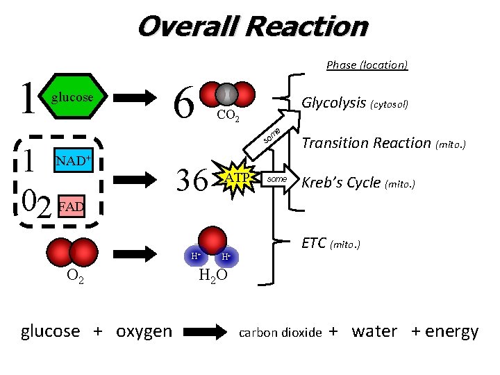 Overall Reaction Phase (location) 1 glucose 6 Glycolysis (cytosol) CO 2 e 1 02