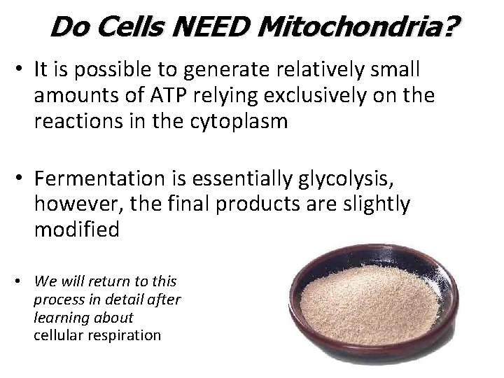 Do Cells NEED Mitochondria? • It is possible to generate relatively small amounts of