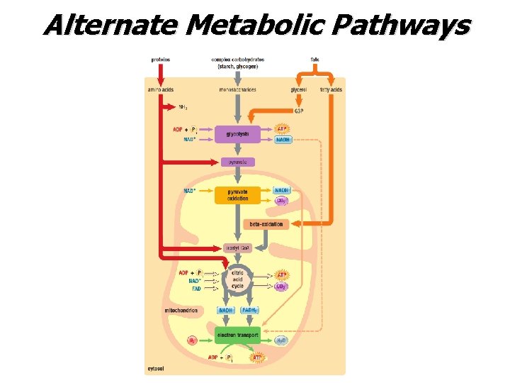 Alternate Metabolic Pathways 