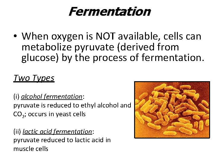 Fermentation • When oxygen is NOT available, cells can metabolize pyruvate (derived from glucose)