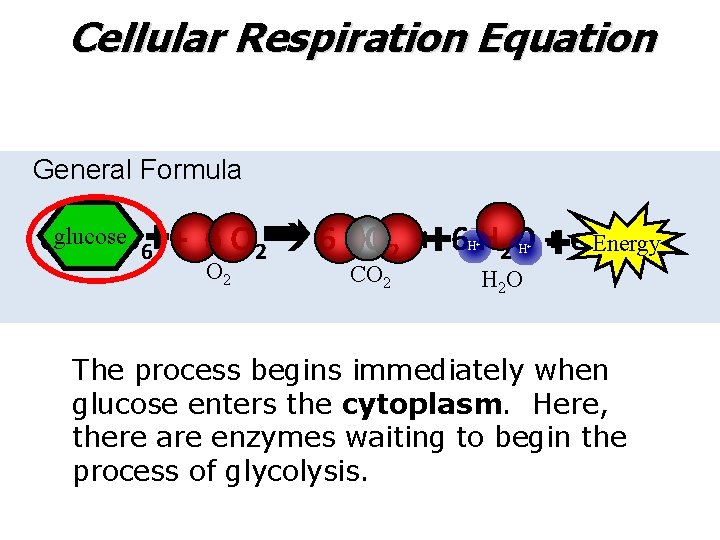 Cellular Respiration Equation General Formula Cglucose Energy 6 H 12 O 6 + 6