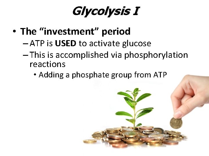 Glycolysis I • The “investment” period – ATP is USED to activate glucose –