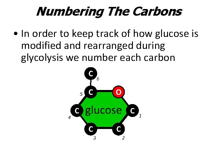 Numbering The Carbons • In order to keep track of how glucose is modified