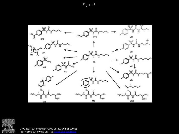 Figure 6 JPharm. Sci 2011 1004024 -4036 DOI: (10. 1002/jps. 22646) Copyright © 2011