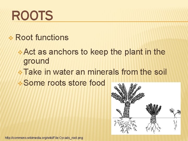 ROOTS v Root functions v Act as anchors to keep the plant in the ROOTS v Root functions v Act as anchors to keep the plant in the